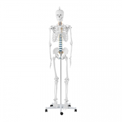 Physa ® Anatomiczny Szkielet Człowieka Model Naukowy Do Szkoły 176 cm Sklep Zielona Góra