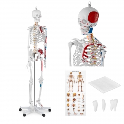 Physa ® Anatomiczny Model Szkieletu Ludzkiego Do Gabinetu Lekarskiego 180 cm Sklep Cena