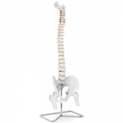 Physa ® Model Anatomiczny Ludzkiego Kręgosłupa Męskiej Miednicy 83 cm Sklep Tanio
