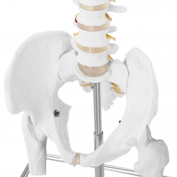Physa ® Model Anatomiczny Ludzkiego Kręgosłupa Męskiej Miednicy 83 cm Sklep Tanio