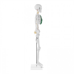Physa ® Anatomiczny Szkielet Człowieka Do Szkoły Gabinetu Lekarskiego 85 cm Sklep Tanio