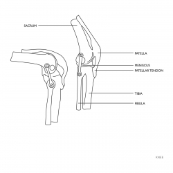 Physa ® Model Naukowy Anatomiczny Stawu Kolanowego Kolana Człowieka Sklep Tanio