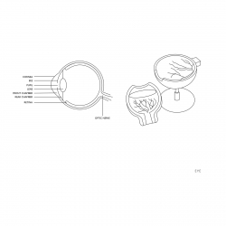 Physa ® Rozkładane Oko Gałka Oczna Człowieka Model Anatomiczny Sklep Lubuskie