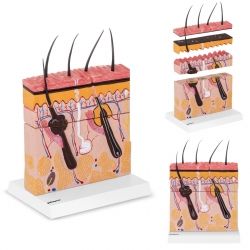 Physa ® Model Anatomiczny Skóry Warstw Skórnych Człowieka Dla Dermatologa