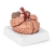 Physa ® Model Ludzkiego Mózgu Człowieka Plastikowy Do Szkoły W Skali 1:1 Cena Tanio