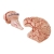 Physa ® Model Ludzkiego Mózgu Człowieka Plastikowy Do Szkoły W Skali 1:1 Cena Tanio