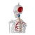 Physa ® Anatomiczny Model Szkieletu Ludzkiego Do Gabinetu Lekarskiego 180 cm Sklep Cena