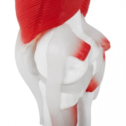 PHYSA ® Model Anatomiczny Stawu Kolanowego 3D W Skali 1:1 Sklep Tanio