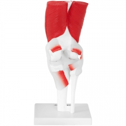 PHYSA ® Model Anatomiczny Stawu Kolanowego 3D W Skali 1:1 Sklep Tanio