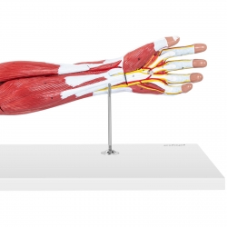 PHYSA ® Model Anatomiczny Ramienia 3D W Skali 1:1 Zielona Góra Cena