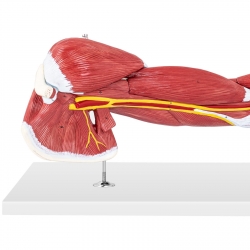 PHYSA ® Model Anatomiczny Ramienia 3D W Skali 1:1 Zielona Góra Cena