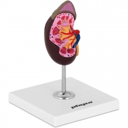 PHYSA ® Model Anatomiczny Nerki 3D W Skali 1:1 Hurtownia Sklep Cena