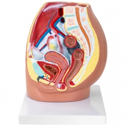 PHYSA ® Model Anatomiczny Miednicy Żeńskiej 3D W Skali 1:1 Zielona Góra