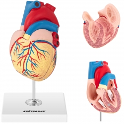 Model anatomiczny serca człowieka 3D Physa hurtownia sklep dystrybutor