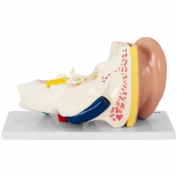PHYSA ® Model Anatomiczny Trójwymiarowy 3D Ludzkiego Ucha Zielona Góra