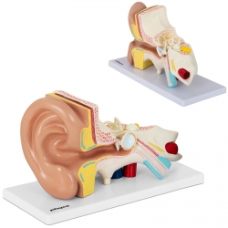 Model anatomiczny 3D ludzkiego ucha Physa hurtownia sklep dystrybutor