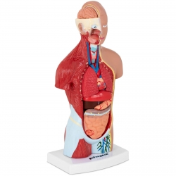 PHYSA ® Model Anatomiczny 3D Tułowia Człowieka Hurtownia Sklep Cena