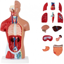 Model anatomiczny 3D tułowia człowieka  Physa hurtownia sklep dystrybutor