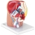 PHYSA ® Model Anatomiczny Miednicy Męskiej 3D W Skali 1:1 Sklep Tanio