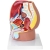 PHYSA ® Model Anatomiczny Miednicy Męskiej 3D W Skali 1:1 Sklep Tanio
