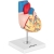 PHYSA ® Model Anatomiczny Serca Człowieka 3D Hurtownia Sklep Cena Tanio