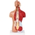 PHYSA ® Model Anatomiczny 3D Tułowia Człowieka Hurtownia Sklep Cena