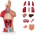 Model anatomiczny 3D tułowia człowieka  Physa hurtownia sklep dystrybutor