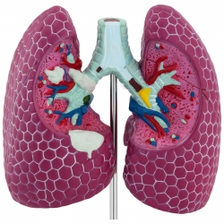 10040329 Physa 4062859971623 Model anatomiczny 3D płuca człowieka ze zmianami chorobowymi