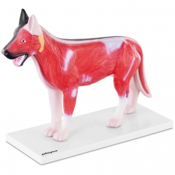 10040330 Physa 4062859971630 Model anatomiczny 3D psa z wyjmowanymi organami