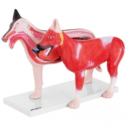 10040330 Physa 4062859971630 Model anatomiczny 3D psa z wyjmowanymi organami