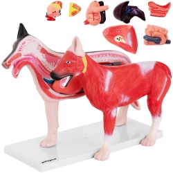 EAN 4062859971630 Model anatomiczny 3D psa z wyjmowanymi organami Hurtownia Zielona Góra