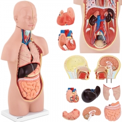 EAN 4062859971654 Model anatomiczny 3D tułowia człowieka z wyjmowanymi organami Hurtownia Zielona Góra