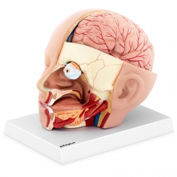 10040336 Physa 4062859971692 Model anatomiczny 3D głowy i mózgu człowieka skala 1:1