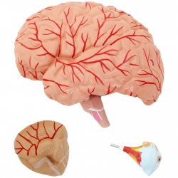 10040336 Physa 4062859971692 Model anatomiczny 3D głowy i mózgu człowieka skala 1:1