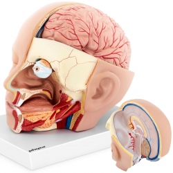 EAN 4062859971692 Model anatomiczny 3D głowy i mózgu człowieka skala 1:1 Hurtownia Zielona Góra