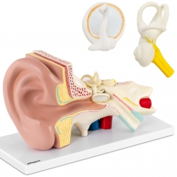 EAN 4062859971708 Model anatomiczny 3D ucha człowieka z wyjmowanymi elementami skala 3:1 Hurtownia Zielona Góra