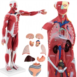 EAN 4062859971838 Model anatomiczny 3D ciała człowieka 27 elementów 76 cm Hurtownia Zielona Góra