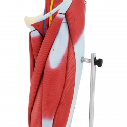 10040350 Physa 4062859971845 Model anatomiczny 3D mięśni nogi człowieka