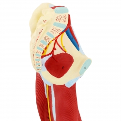 10040350 Physa 4062859971845 Model anatomiczny 3D mięśni nogi człowieka