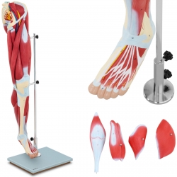 EAN 4062859971845 Model anatomiczny 3D mięśni nogi człowieka  Hurtownia Zielona Góra