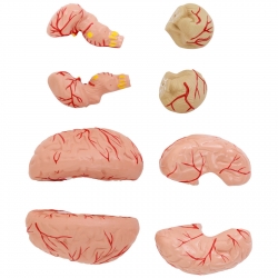 10040404 Physa 4062859006998 Model anatomiczny 3D czaszki człowieka z mózgiem 7 kręgami skala 1:1