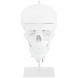 10040404 Physa 4062859006998 Model anatomiczny 3D czaszki człowieka z mózgiem 7 kręgami skala 1:1