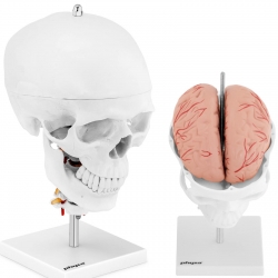 EAN 4062859006998 Model anatomiczny 3D czaszki człowieka z mózgiem 7 kręgami skala 1:1 Hurtownia Zielona Góra