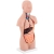 10040332 Physa 4062859971654 Model anatomiczny 3D tułowia człowieka z wyjmowanymi organami