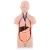 10040332 Physa 4062859971654 Model anatomiczny 3D tułowia człowieka z wyjmowanymi organami