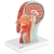 10040335 Physa 4062859971685 Model anatomiczny 3D głowy i szyi człowieka skala 1:1