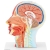 10040335 Physa 4062859971685 Model anatomiczny 3D głowy i szyi człowieka skala 1:1
