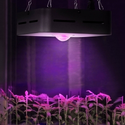 EAN 4062859022745 Lampa do uprawy wzrostu roślin pełne spektrum 20 x 20 cm 1 LED 50 W czarna Hurtownia Sklep