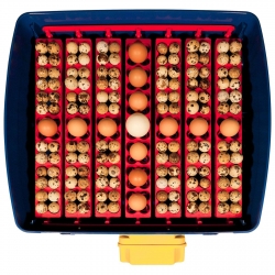 EAN 806808357304 Inkubator wylęgarka do 49 jaj automatyczna z systemem nawilżania profesjonalna 150 W Hurtownia Sklep