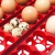 EAN 806808357328 Inkubator wylęgarka do 49 jaj automatyczna z systemem nawilżania BIOMASTER 150 W Hurtownia Sklep